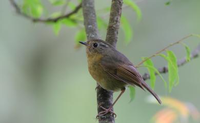 Tarsiger formosanus Hartert, 1910 臺灣白眉林鴝