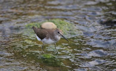 Tringa ochropus Linnaeus, 1758 白腰草鷸