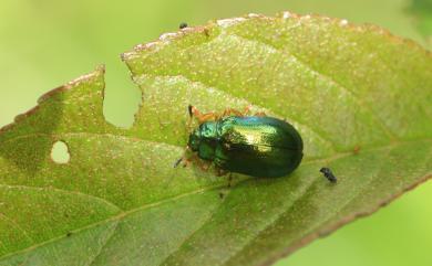 Plagiosterna aenea (Linnaeus, 1758) 赤楊金花蟲