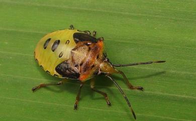 Sastragala esakii Hasegawa, 1959 伊錐同椿象