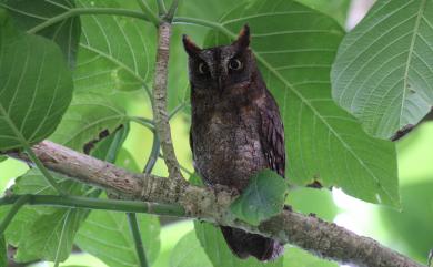 Otus elegans botelensis Kuroda, 1928 蘭嶼角鴞