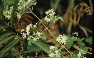 Clematis grata 串鼻龍