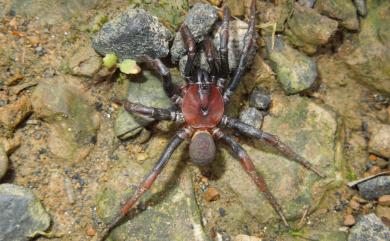 Latouchia formosensis Kayashima, 1943 臺灣垃土蛛