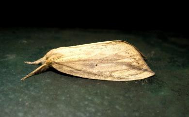 Periergos magna (Matsumura, 1920) 裂紋紆舟蛾