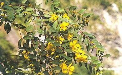 Hypericum geminiflorum Hemsl. 雙花金絲桃