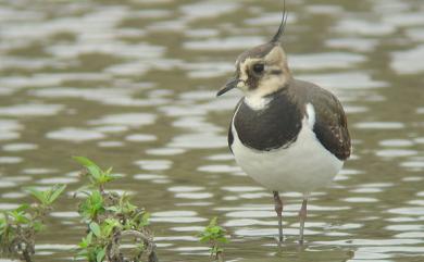 Vanellus vanellus (Linnaeus, 1758) 小辮鴴