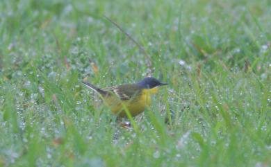 Motacilla tschutschensis macronyx (Stresemann, 1920) 東方黃鶺鴒(藍頭亞種)