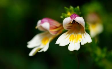 Euphrasia transmorrisonensis var. transmorrisonensis Hayata 玉山小米草