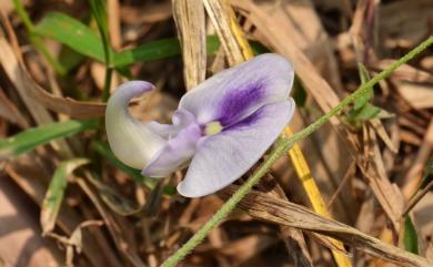 Dysolobium pilosum (J.G. Klein ex Willd.) Maréchal 毛豇豆