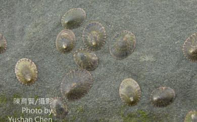 Nipponacmea schrenckii (Lischke, 1868) 花青螺