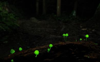 Mycena (Pers.) Roussel 小菇屬