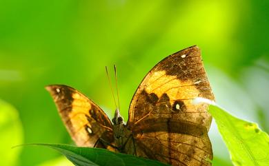 Kallima inachus formosana Fruhstorfer, 1913 枯葉蝶