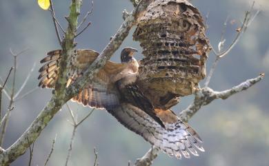 Pernis ptilorhynchus orientalis (Temminck, 1821) 東方蜂鷹