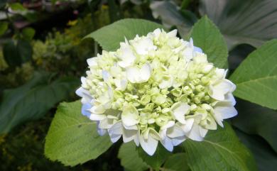 Hydrangea macrophylla 繡球花