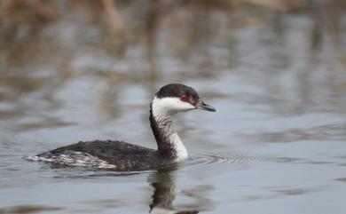 Podiceps auritus auritus (Linnaeus, 1758) 角鸊鷉