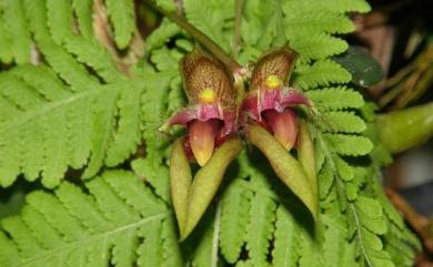 Bulbophyllum pingtungense S.S.Ying & S.C.Chen 大花豆蘭