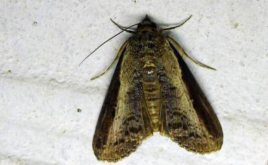 Lophoptera squammigera Guenée, 1852 暗裙脊蕊夜蛾