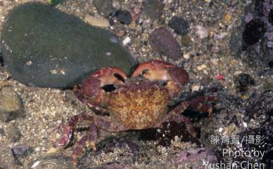 Gaetice depressus (De Haan, 1833) 平背蜞