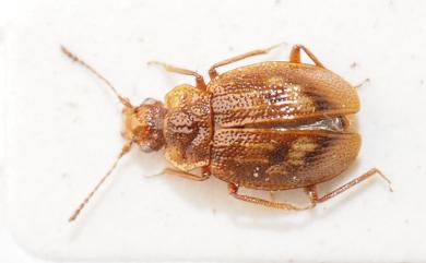 Deinopteroloma chiangi Smetana, 1990 - 臺灣生命大百科