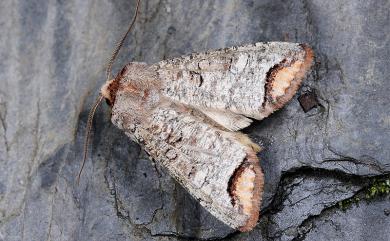 Pseudopanolis flavimacula Wileman, 1912 偽小眼夜蛾