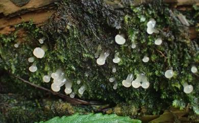 Dacrymyces 花耳屬