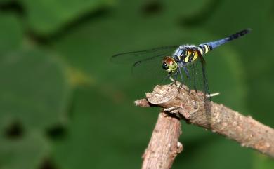 Brachydiplax chalybea flavovittata Ris, 1911 橙斑蜻蜓