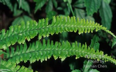 Hymenasplenium cheilosorum (Kunze ex Mett.) Tagawa 薄葉孔雀鐵角蕨