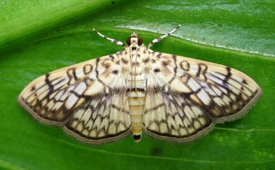 Haritalodes derogata (Fabricius, 1775) 棉褐環野螟蛾