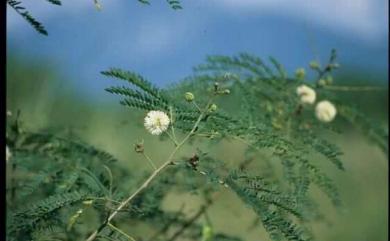 Leucaena leucocephala (Lam.) de Wit 銀合歡