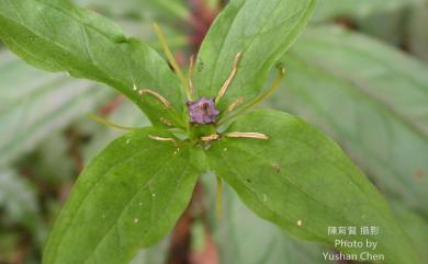 Paris polyphylla Sm. 七葉一枝花