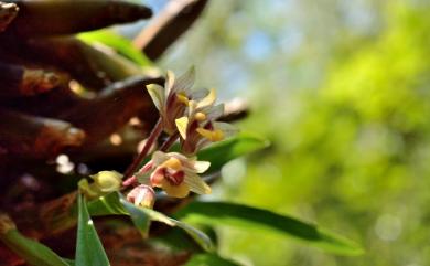 Pinalia amica (Rchb.f.) Kuntze 小腳筒蘭