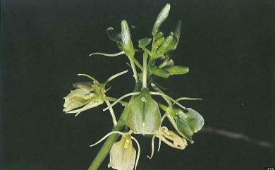 Liparis cordifolia 心葉羊耳蒜