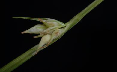 Carex orthostemon 直蕊宿柱薹