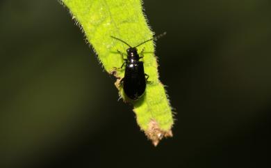 Chrysomelidae Latreille, 1802 金花蟲科