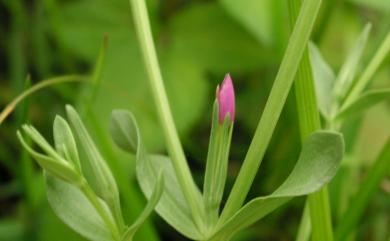 Centaurium japonicum (Maxim.) Druce 百金