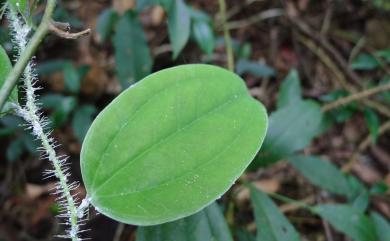 Smilax horridiramula Hayata 密刺菝葜