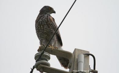 Accipiter trivirgatus formosae Mayr, 1949 鳳頭蒼鷹(台灣特有亞種)