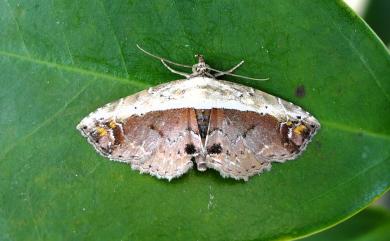 Lophoruza albicostalis (Leech, 1889) 半白蝠裳蛾
