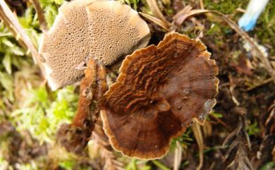 Coltricia cinnamomea (Jacq.) Murrill 肉桂色集毛菌