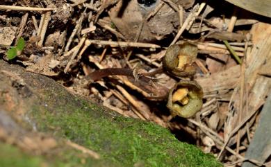 Gastrodia appendiculata 無蕊喙赤箭