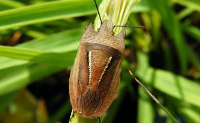 Tetroda histeroides (Fabricius, 1798) 角胸椿象