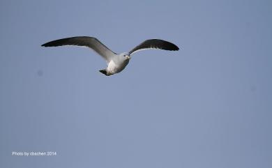 Larus crassirostris Vieillot, 1818 黑尾鷗