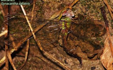 Gynacantha saltatrix Martin, 1909 舞鋏晏蜓