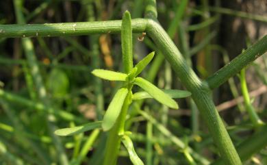 Euphorbia tirucalli L. 綠珊瑚