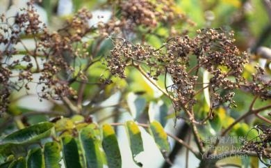 Zanthoxylum ailanthoides var. ailanthoides 食茱萸