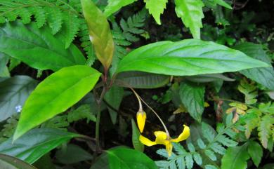 Lysimachia simulans Hemsl. 台灣排香