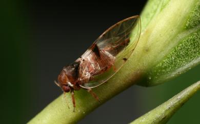 Macrohomotoma gladiata Kuwayama, 1908 高背木蝨