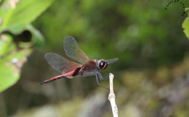 Tramea transmarina euryale 海霸蜻蜓微斑亞種