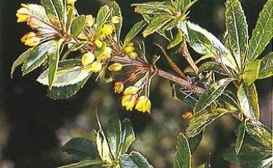 Berberis kawakamii 臺灣小檗