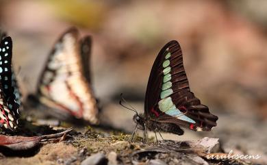 Graphium sarpedon connectens 青鳳蝶